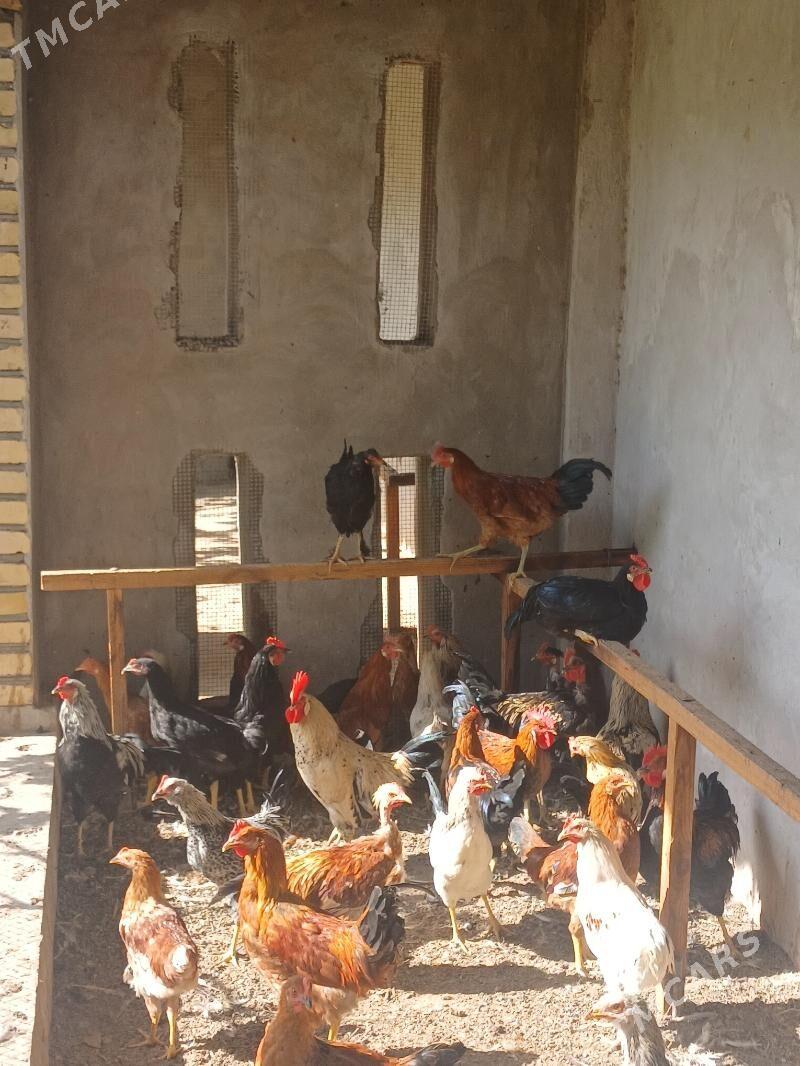 Horaz - Seýdi - img 1