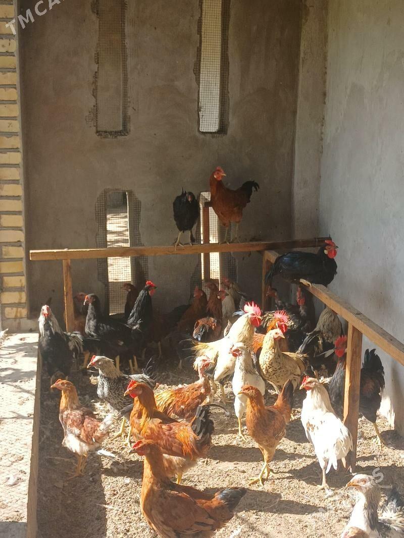 Horaz - Seýdi - img 4