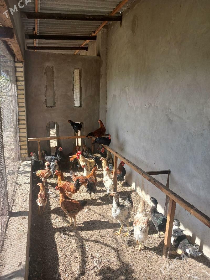 Horaz - Seýdi - img 5