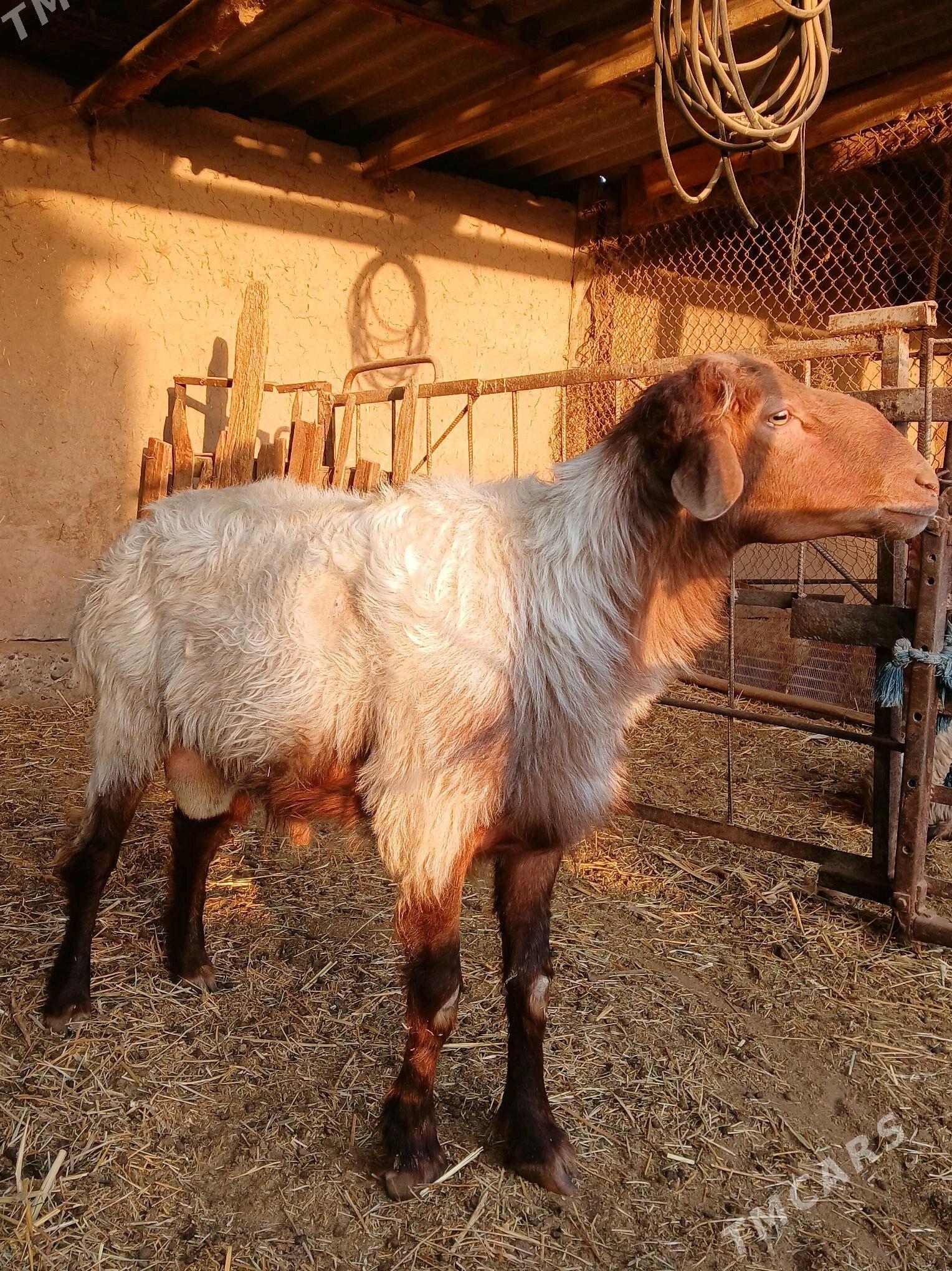 Goç - Oguz han - img 2