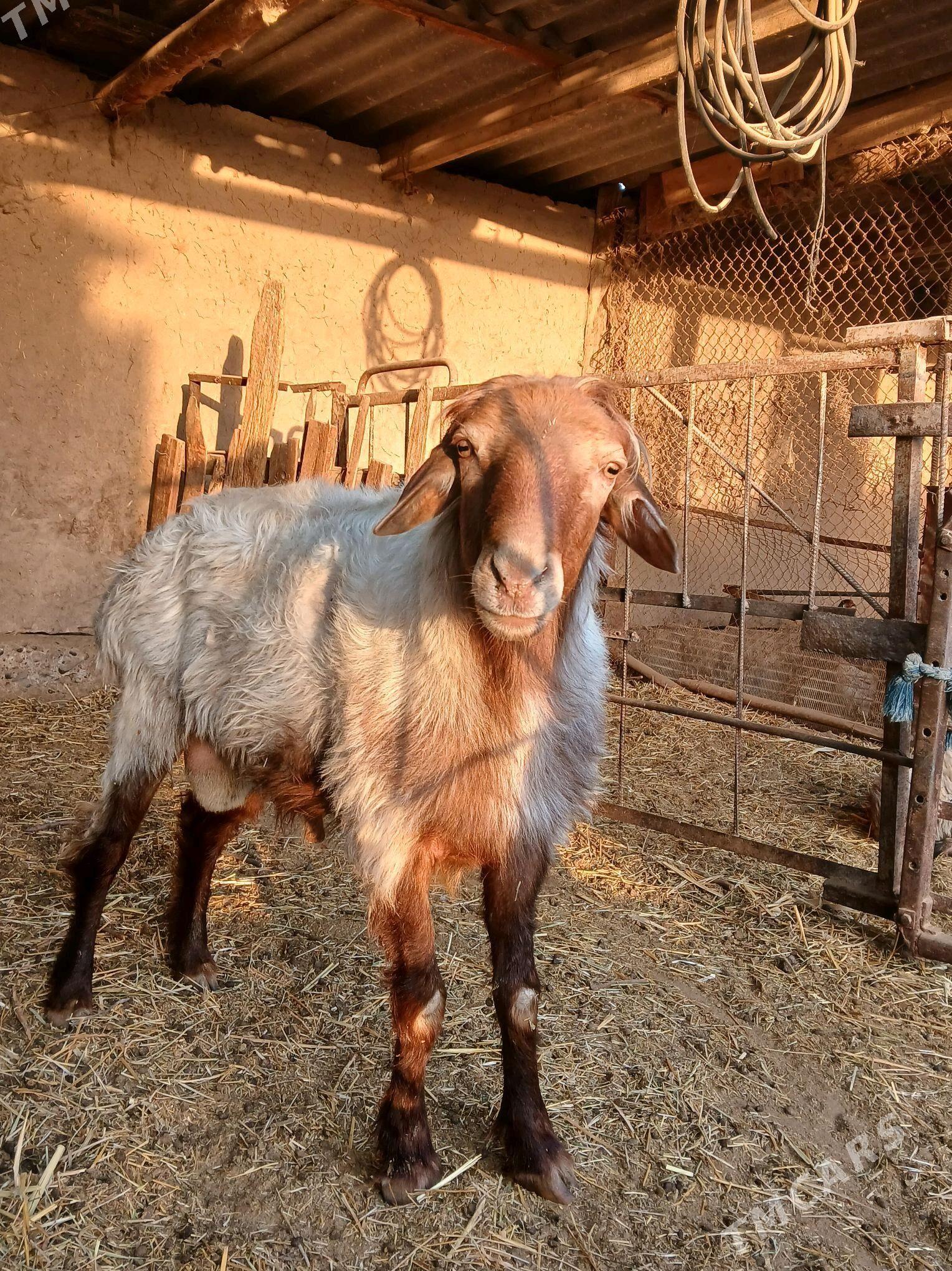 Goç - Oguz han - img 1