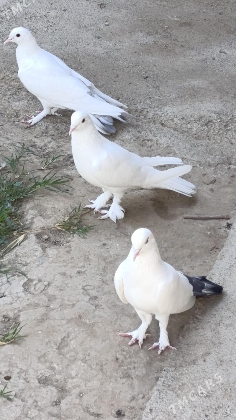 kepderi - Gökdepe - img 3