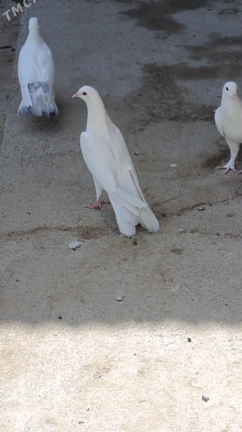 kepderi - Gökdepe - img 6