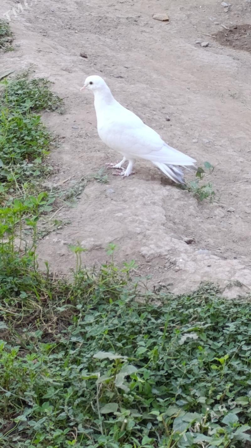 kepderi - Gökdepe - img 8