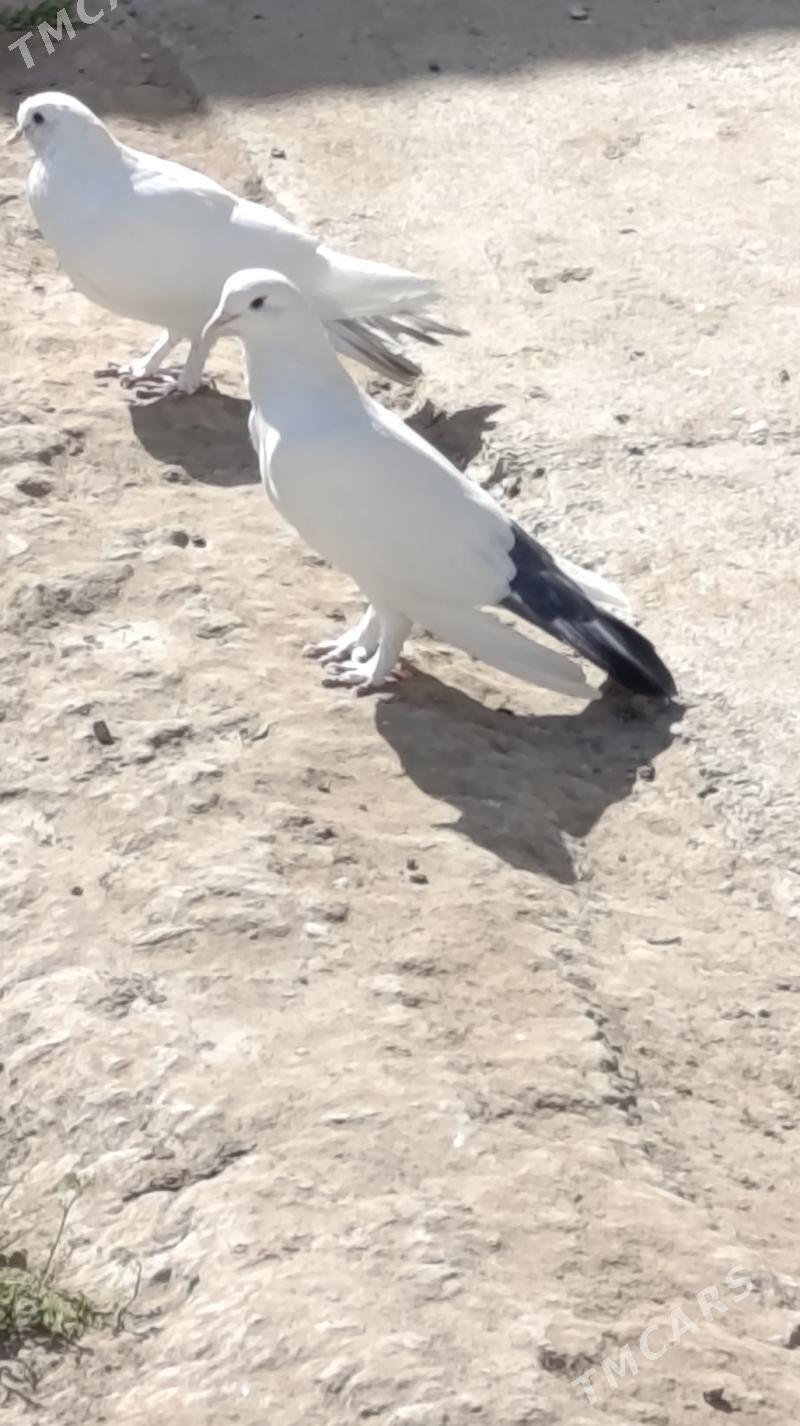 kepderi - Gökdepe - img 4