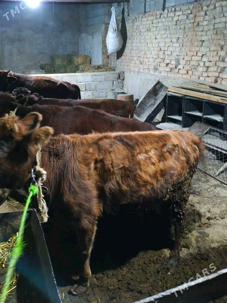 tuwe öküz - Bäherden - img 1