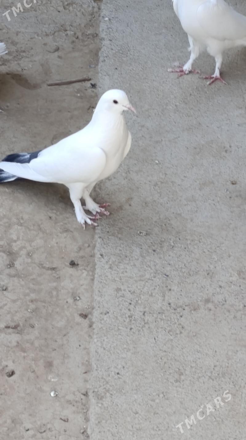 kepderi - Gökdepe - img 2