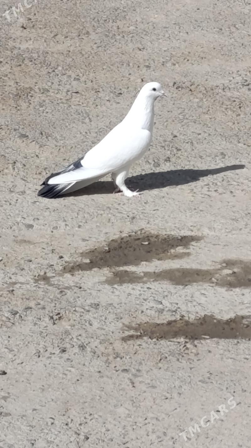 kepderi - Gökdepe - img 9