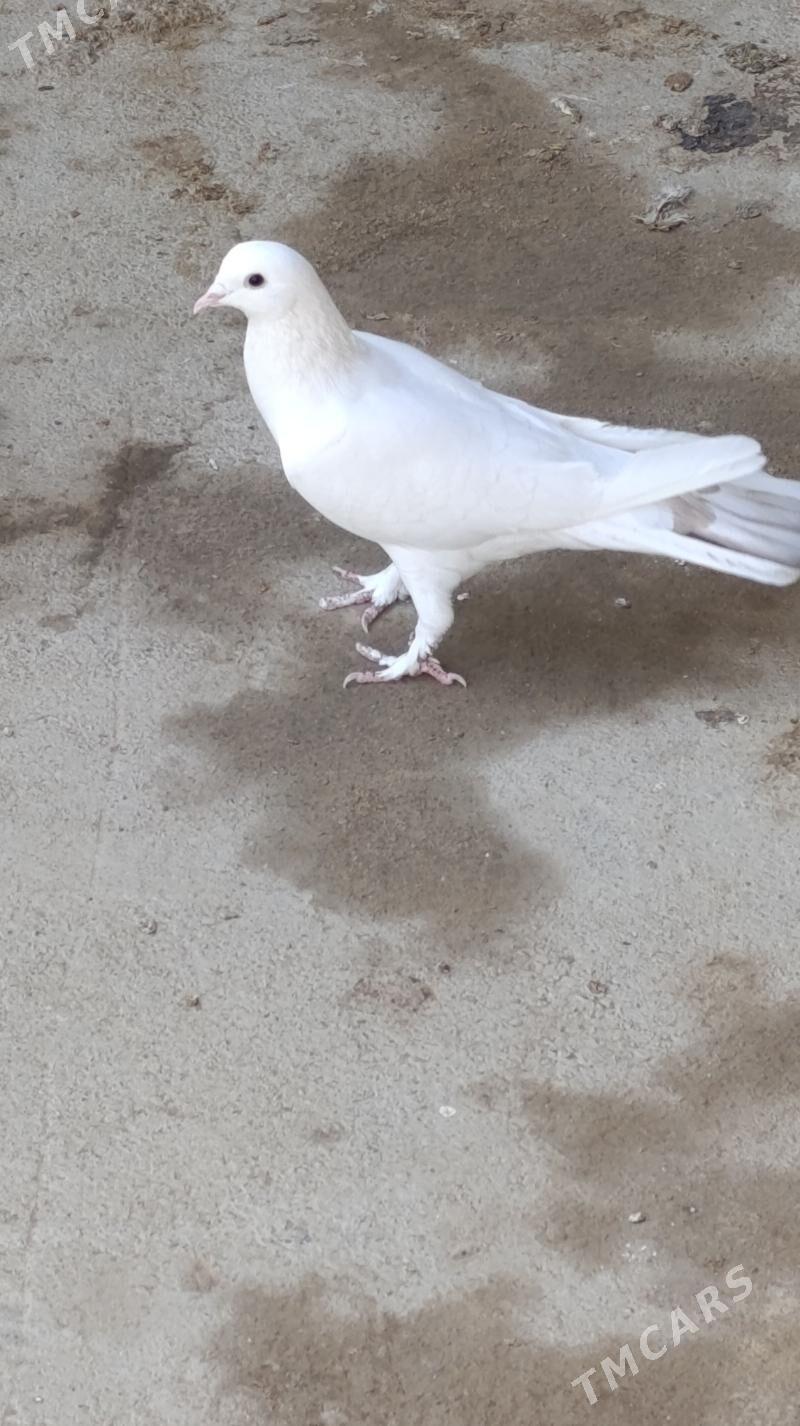 kepderi - Gökdepe - img 7