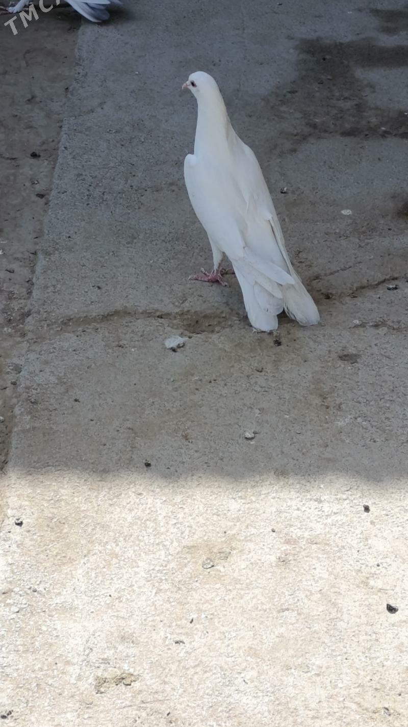 kepderi - Gökdepe - img 10