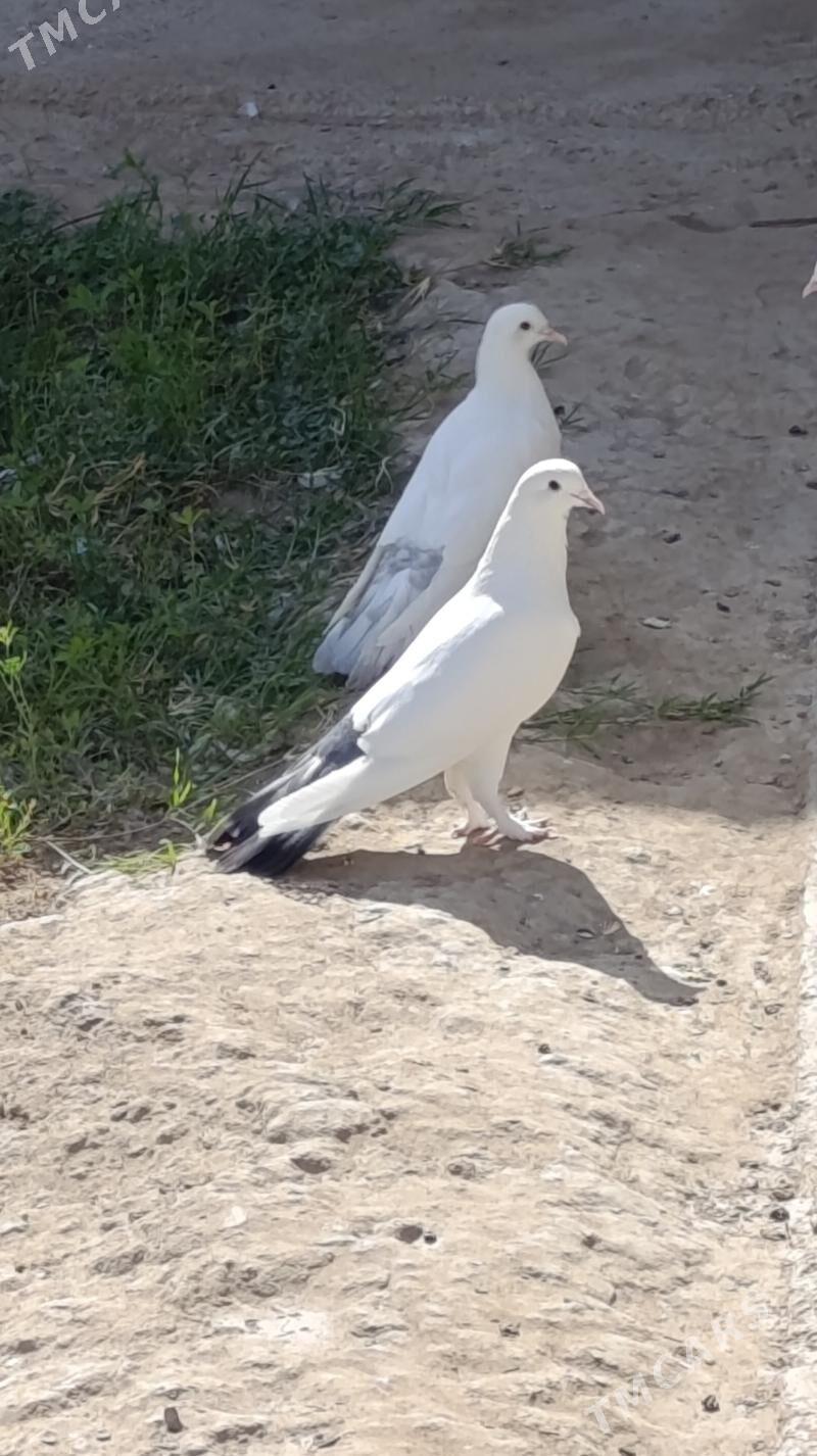 kepderi - Gökdepe - img 5