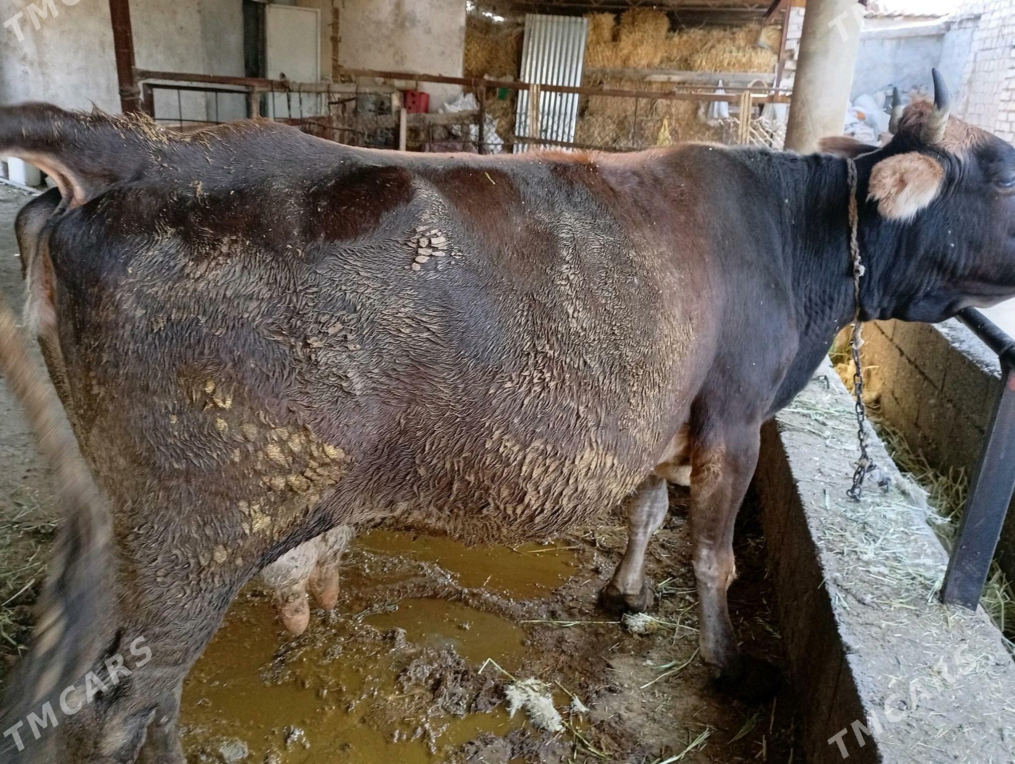 sygyr bakylan - Ýaşlyk - img 1