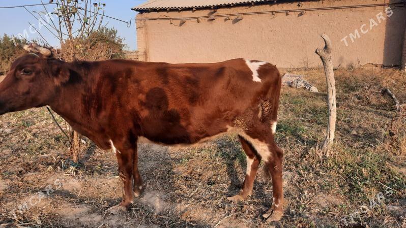 bogaz sygyr - Туркменабат - img 1