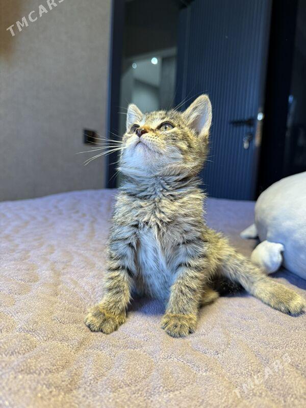 котёнок 1 мес - Aşgabat - img 1