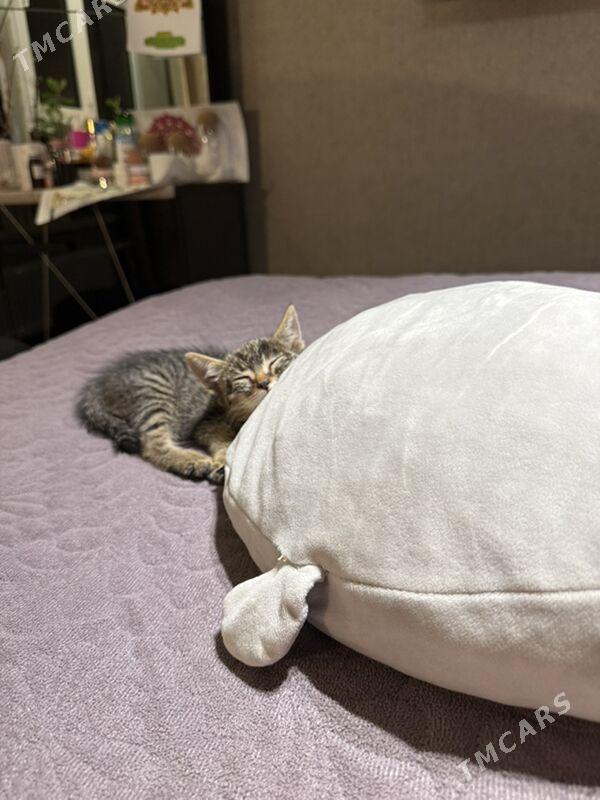 котёнок 1 мес - Aşgabat - img 3