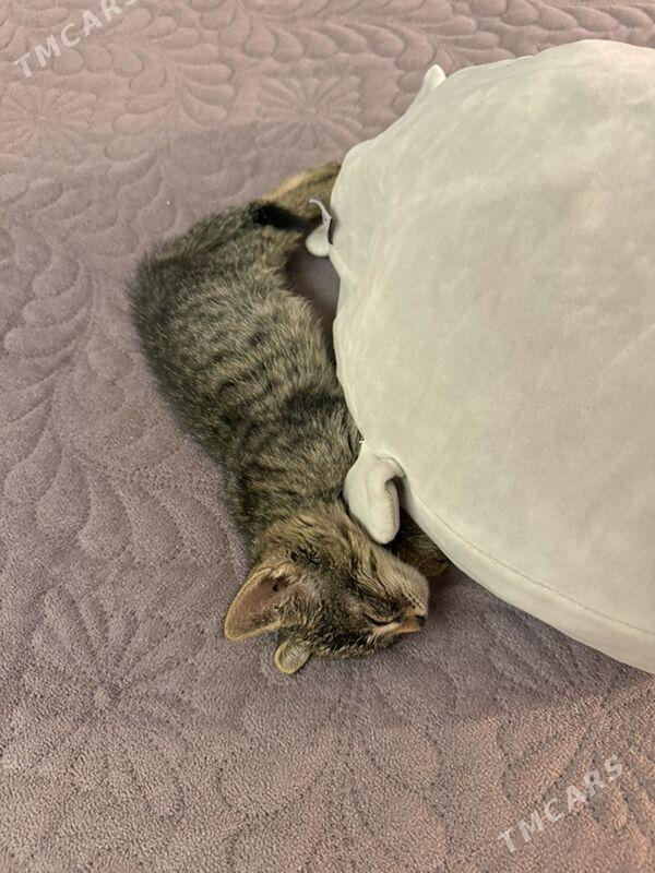 котёнок 1 мес - Aşgabat - img 2