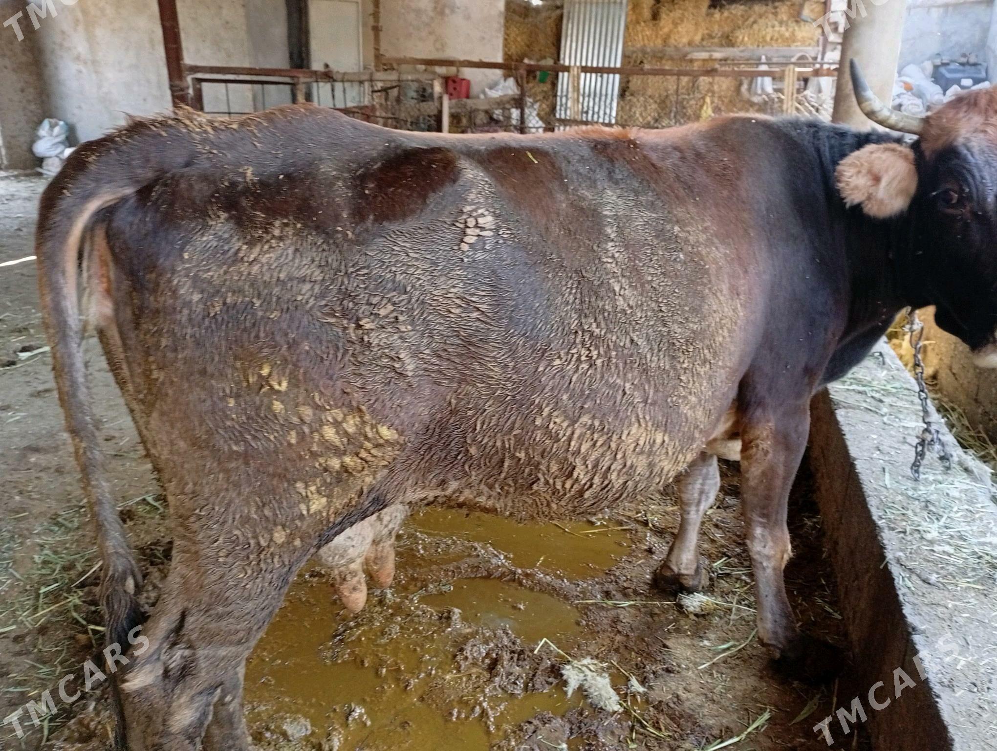 sygyr bakylan - Ýaşlyk - img 2