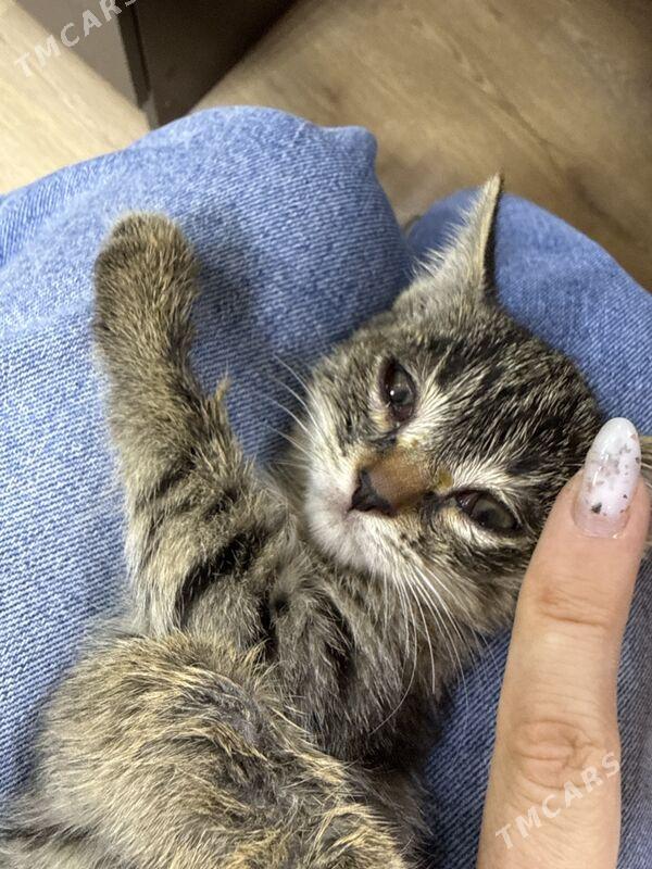 котёнок 1 мес - Aşgabat - img 4