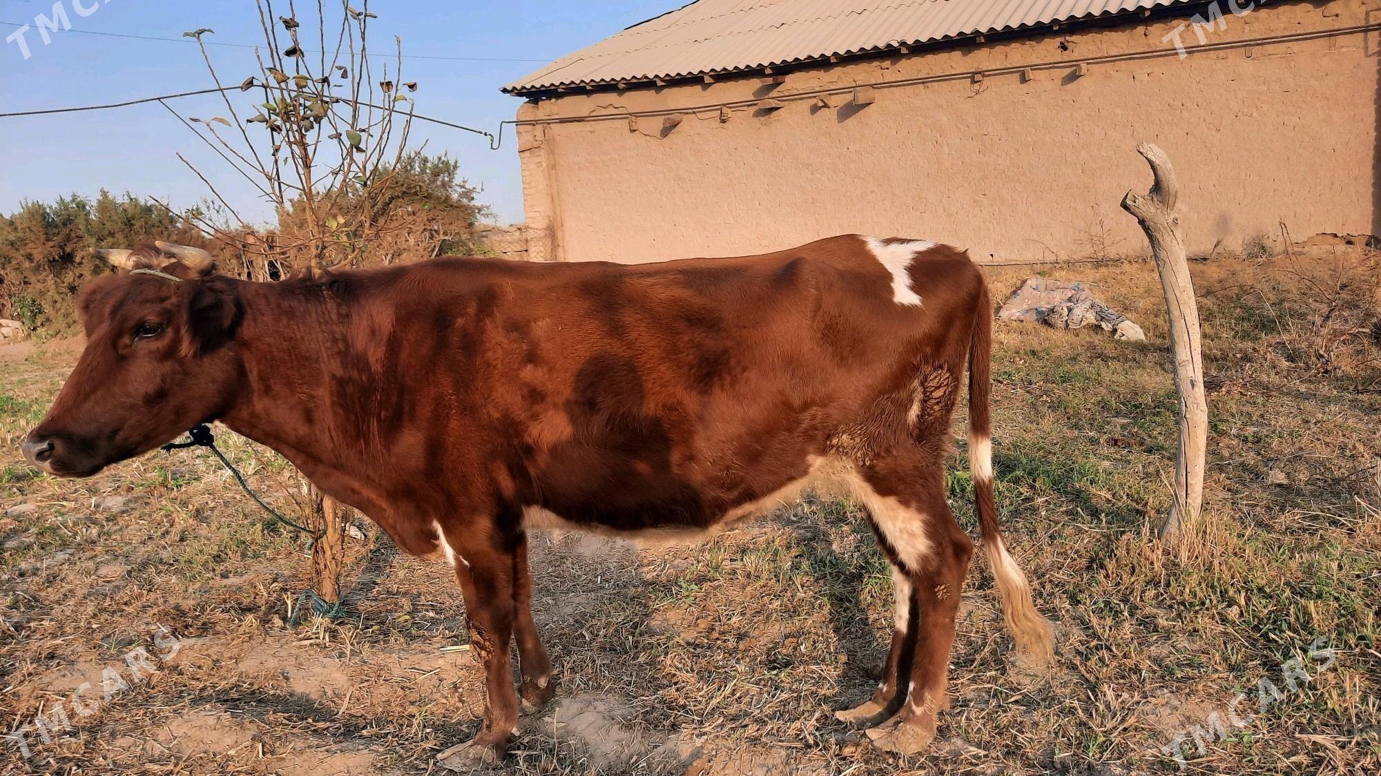 bogaz sygyr - Туркменабат - img 2