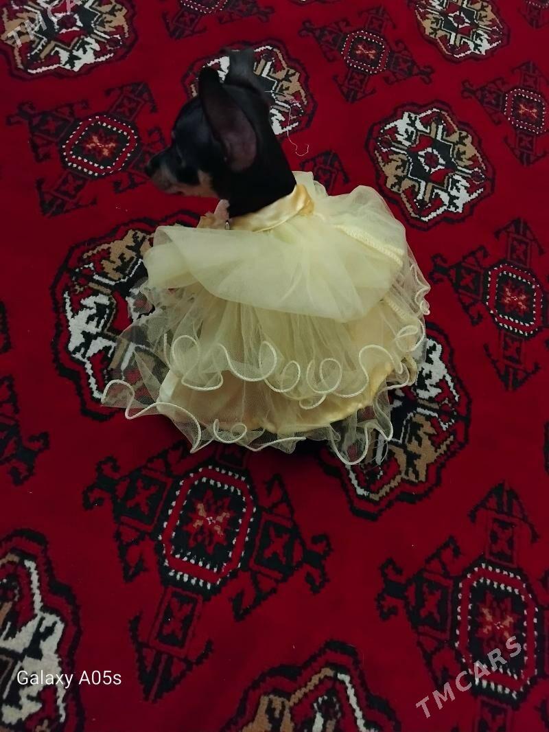 toy trelir - Baýramaly - img 4