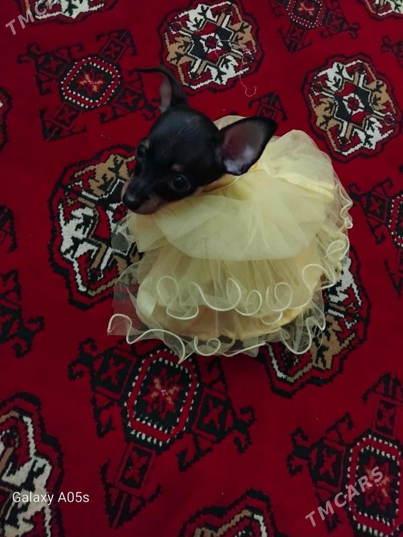 toy trelir - Baýramaly - img 3