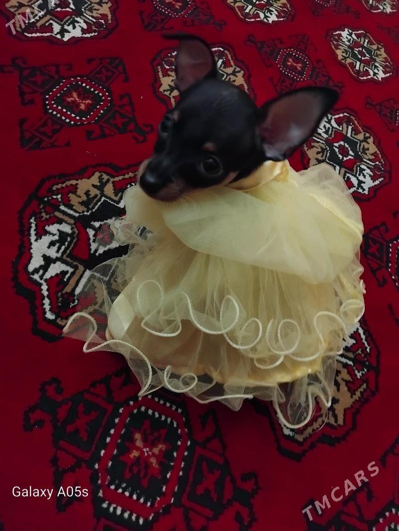 toy trelir - Baýramaly - img 2