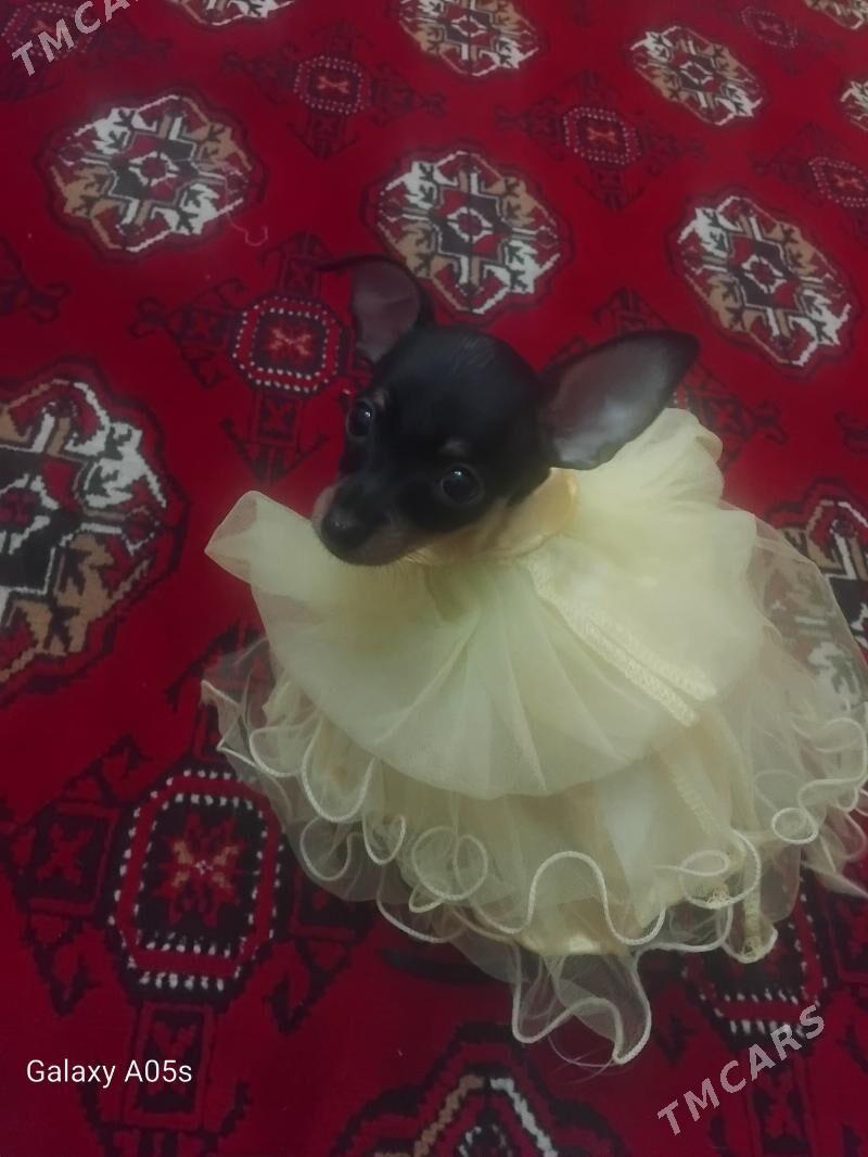 toy trelir - Baýramaly - img 5