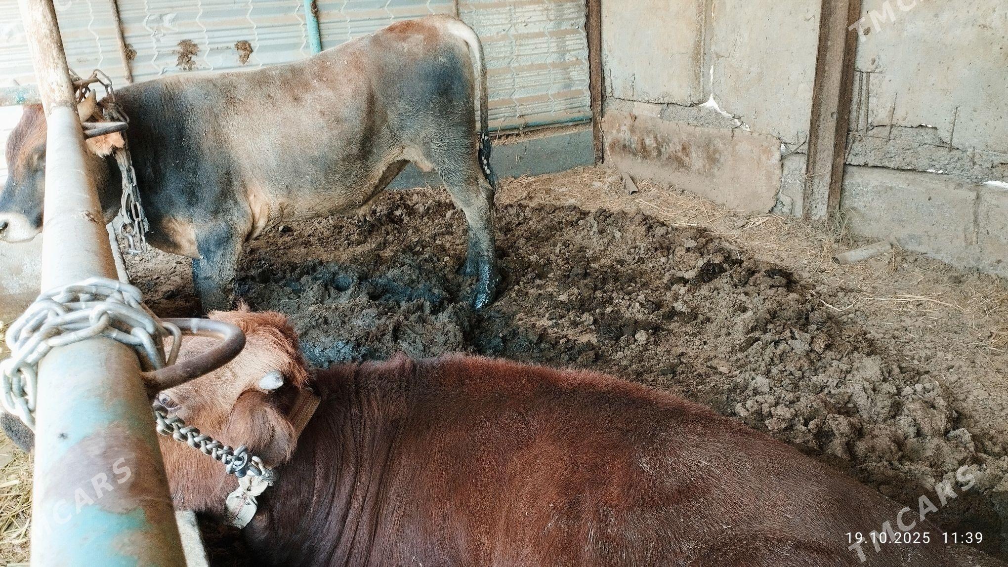 2-sany Öküz - Babadaýhan - img 3