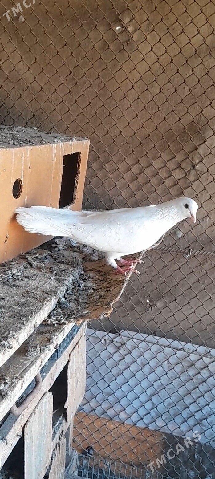 kepderi - Mary - img 3