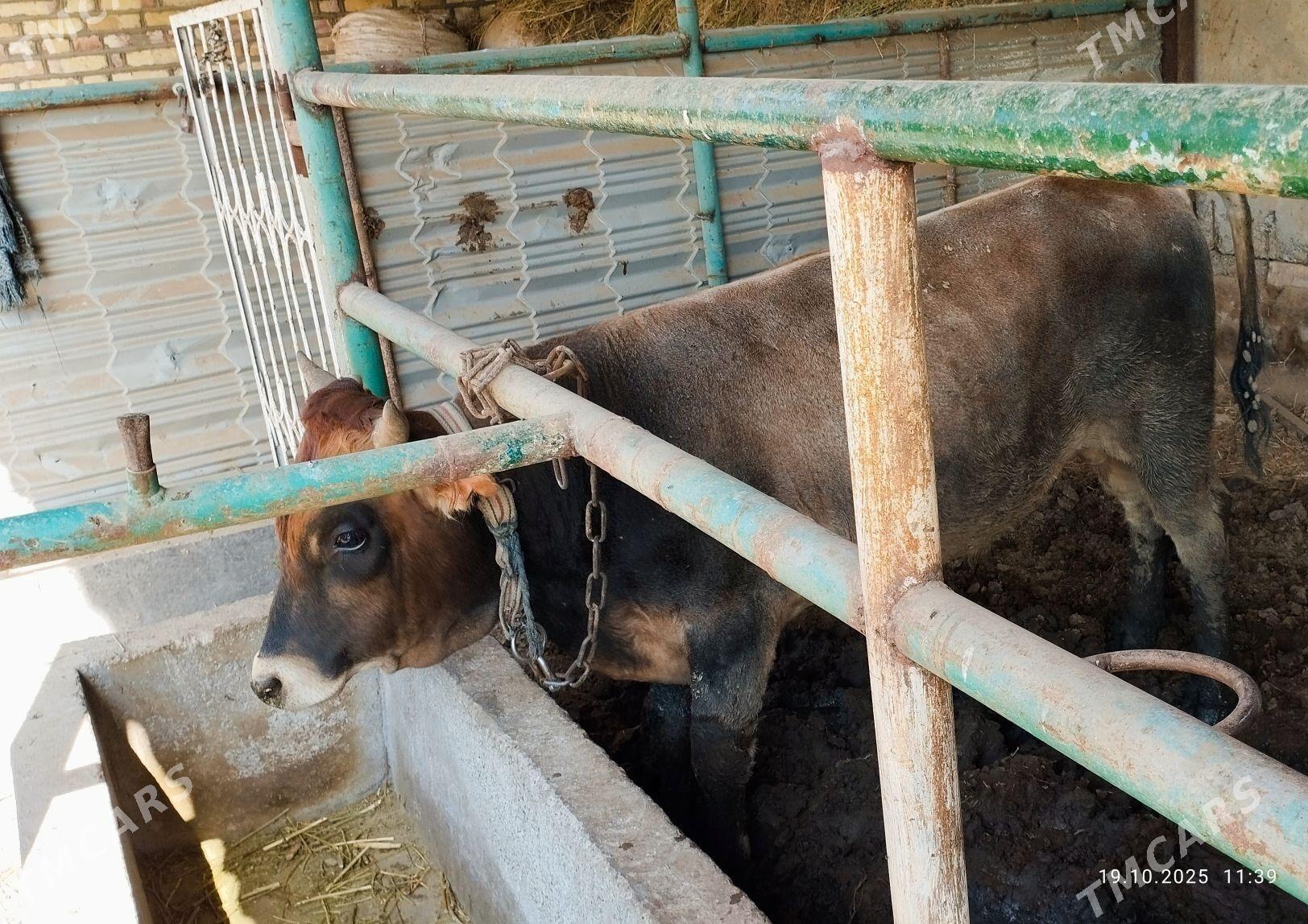 2-sany Öküz - Babadaýhan - img 2