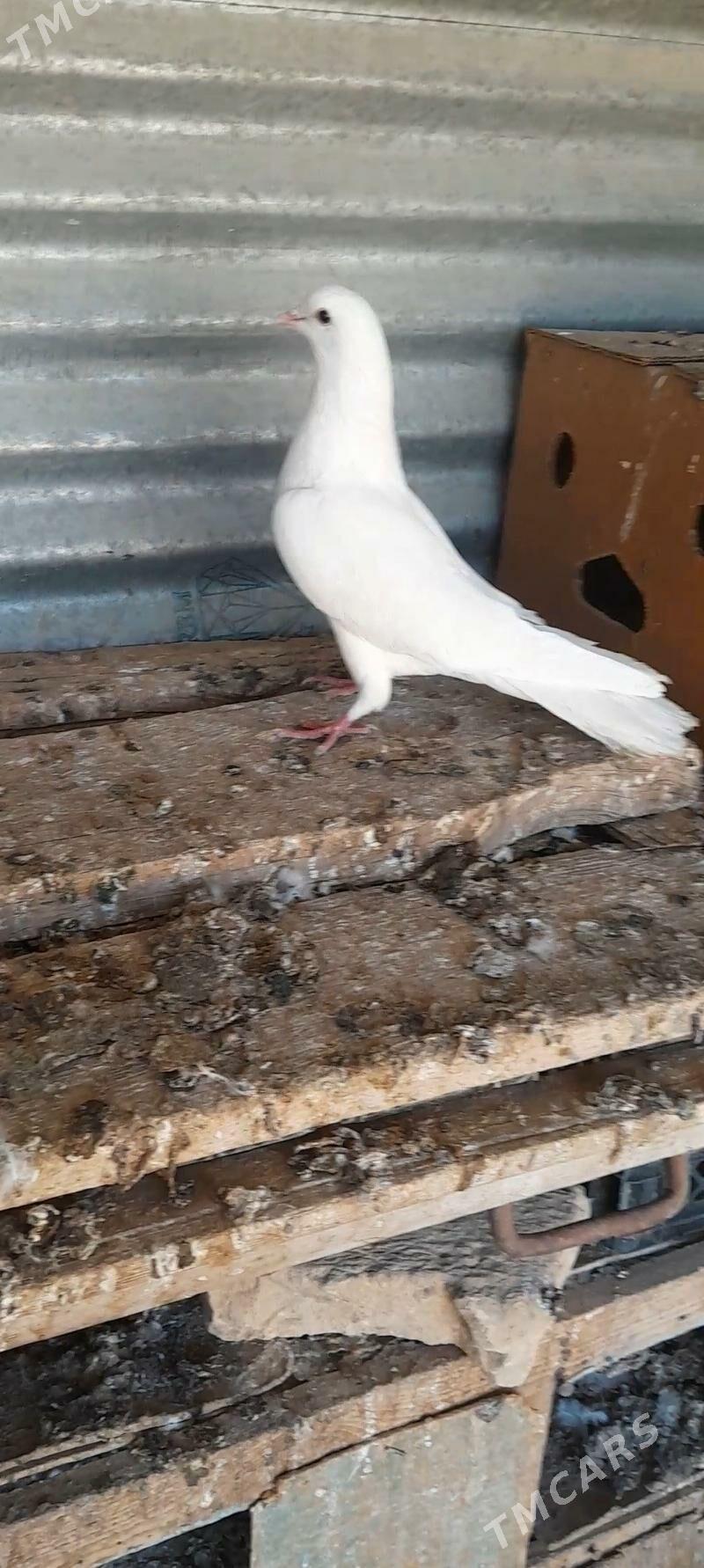 kepderi - Mary - img 5