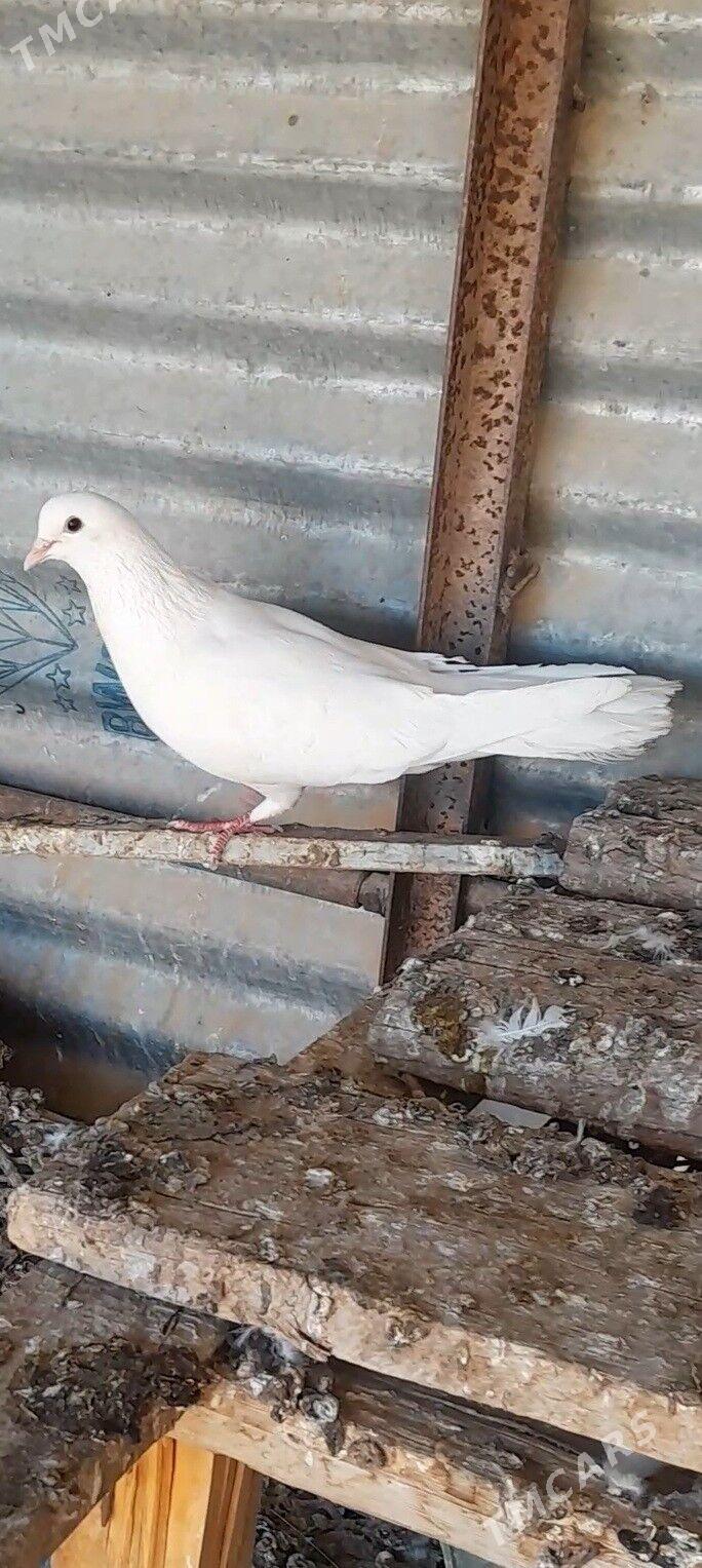 kepderi - Mary - img 2