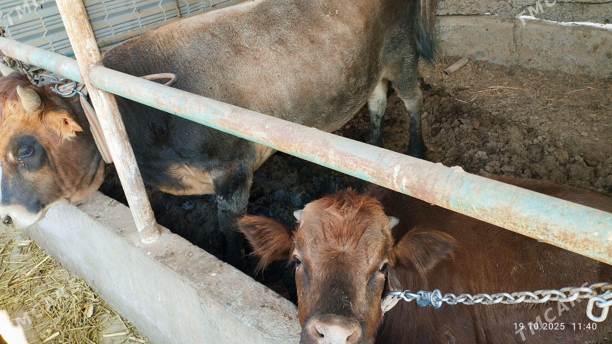 2-sany Öküz - Babadaýhan - img 1