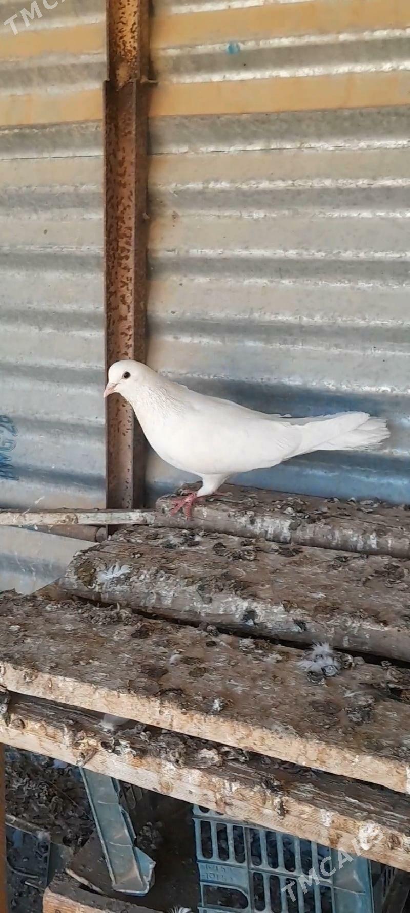 kepderi - Mary - img 4