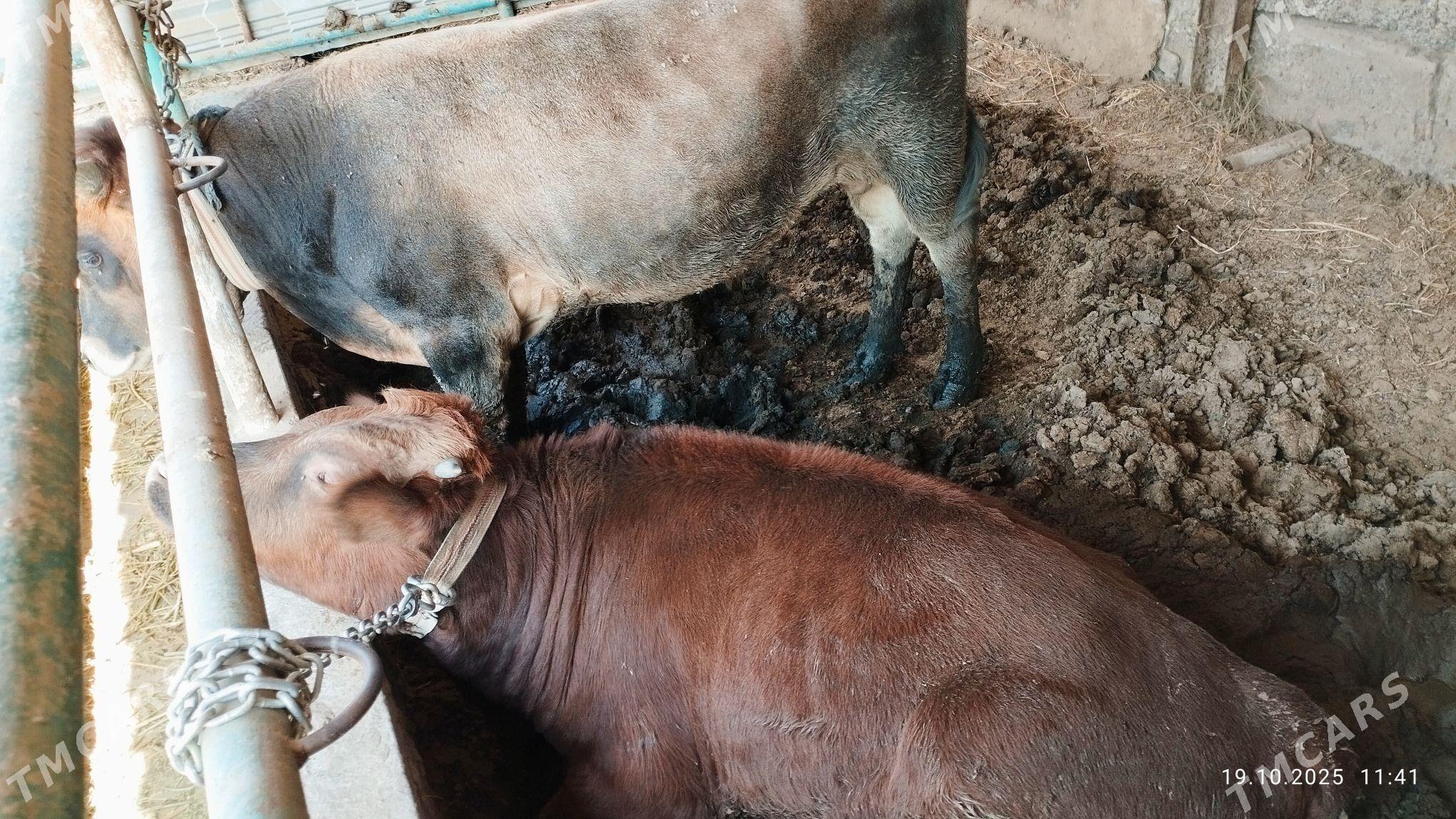 2-sany Öküz - Babadaýhan - img 4