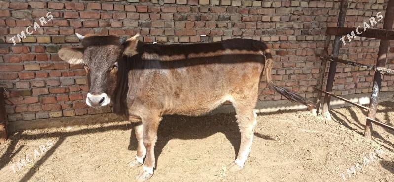 Tüwe - Bäherden - img 1