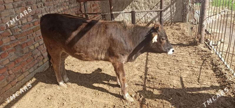 Tüwe - Bäherden - img 2