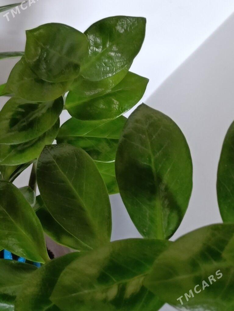 Замиаулькус - 30 mkr - img 2