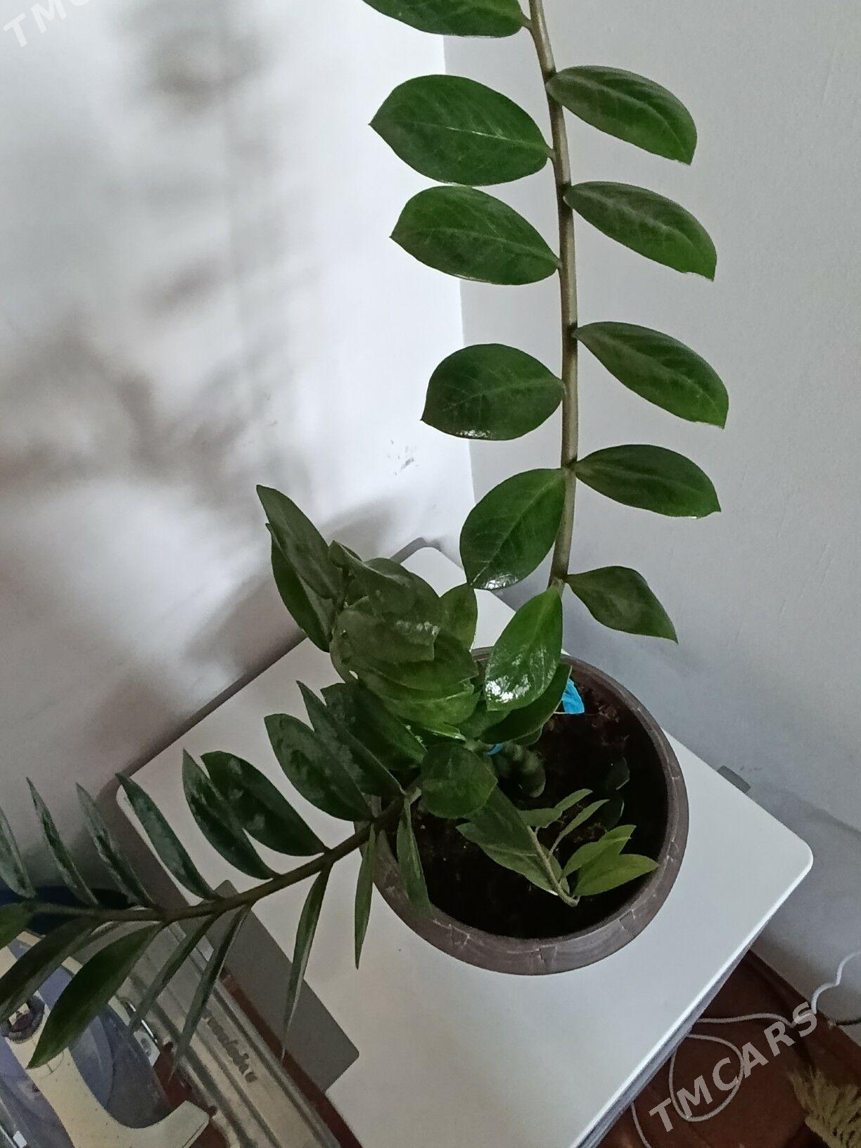 Замиаулькус - 30 mkr - img 7