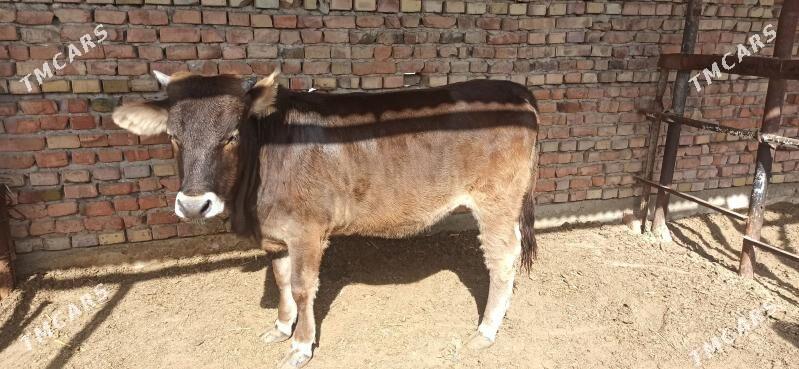 Tüwe - Bäherden - img 3