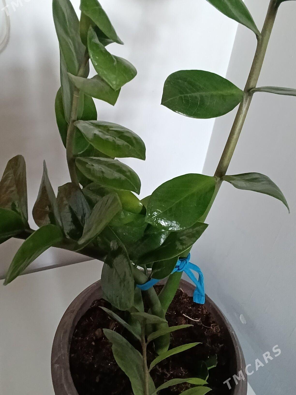 Замиаулькус - 30 mkr - img 5