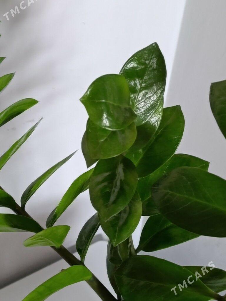 Замиаулькус - 30 mkr - img 3