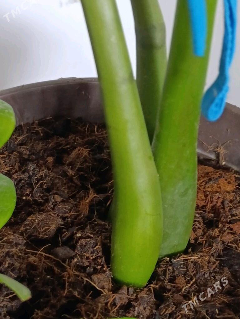 Замиаулькус - 30 mkr - img 4