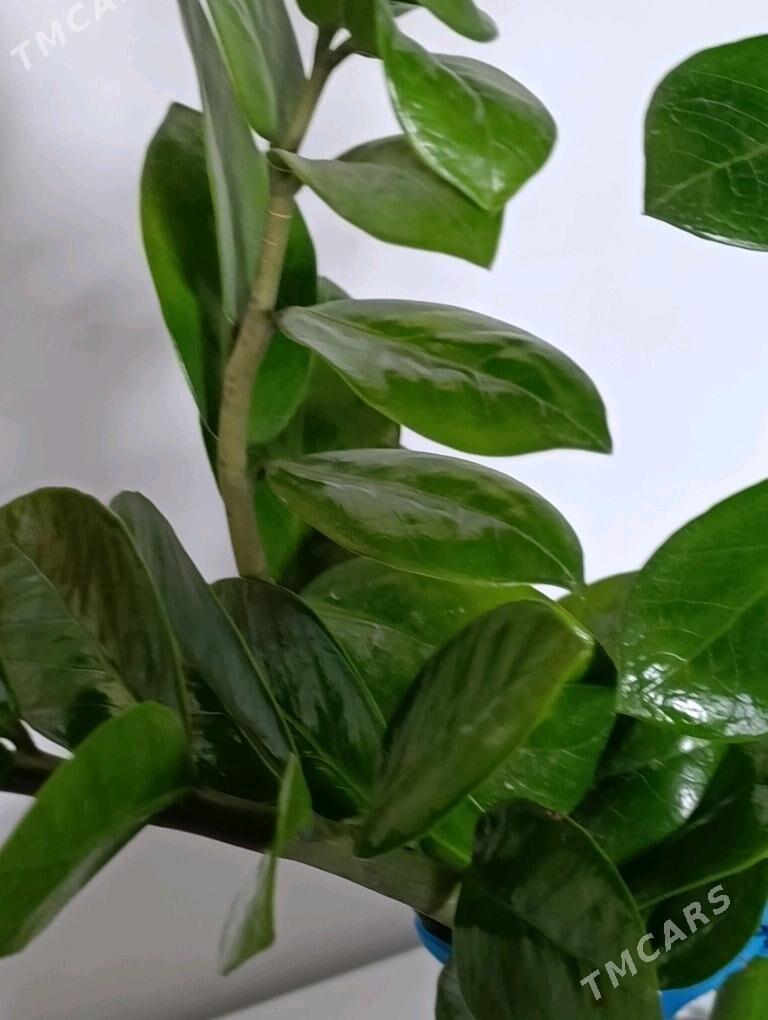 Замиаулькус - 30 mkr - img 1