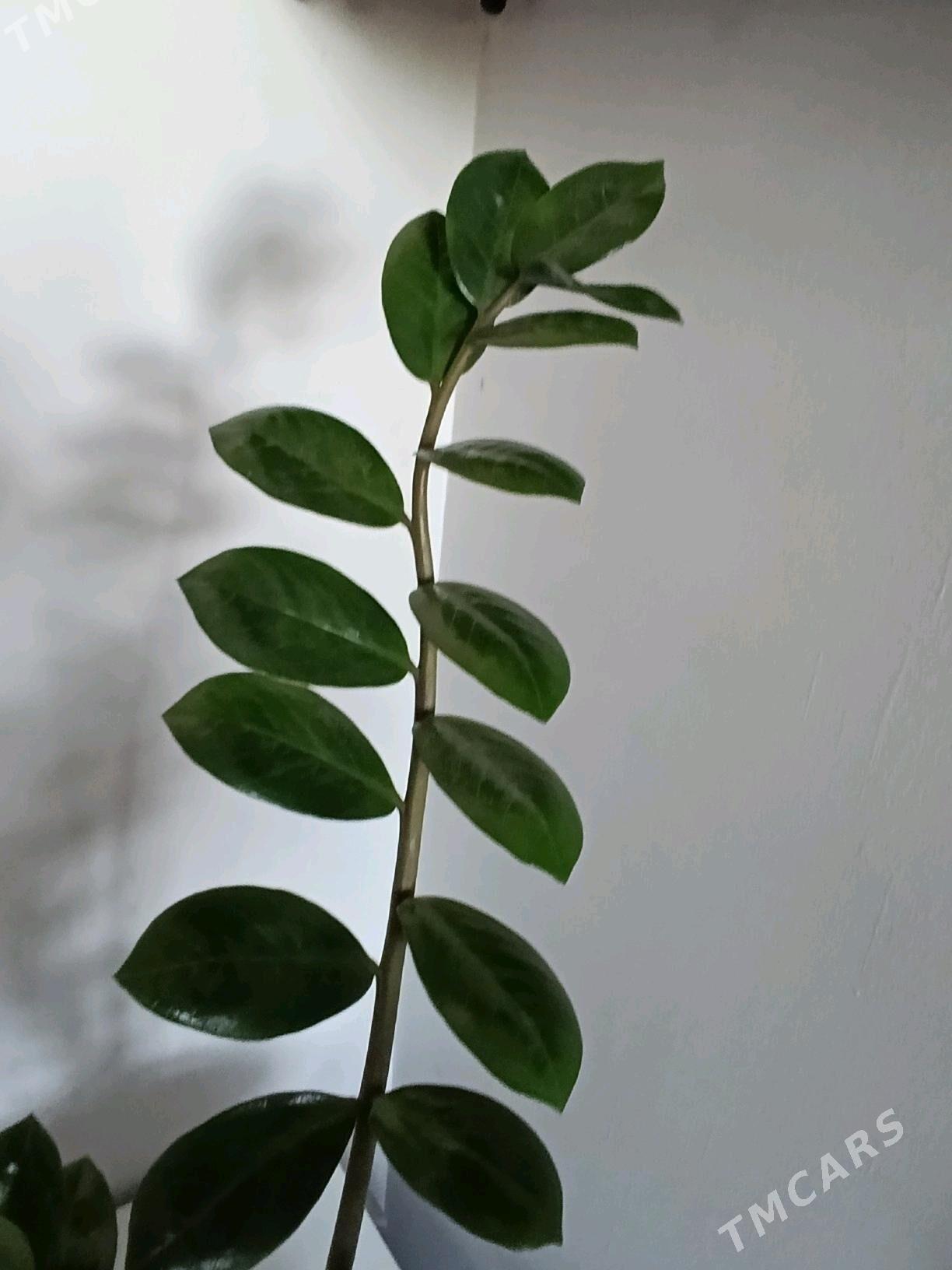 Замиаулькус - 30 mkr - img 6