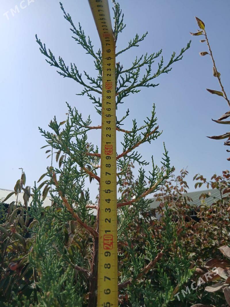 Türkmen kiparis - Херрикгала - img 1