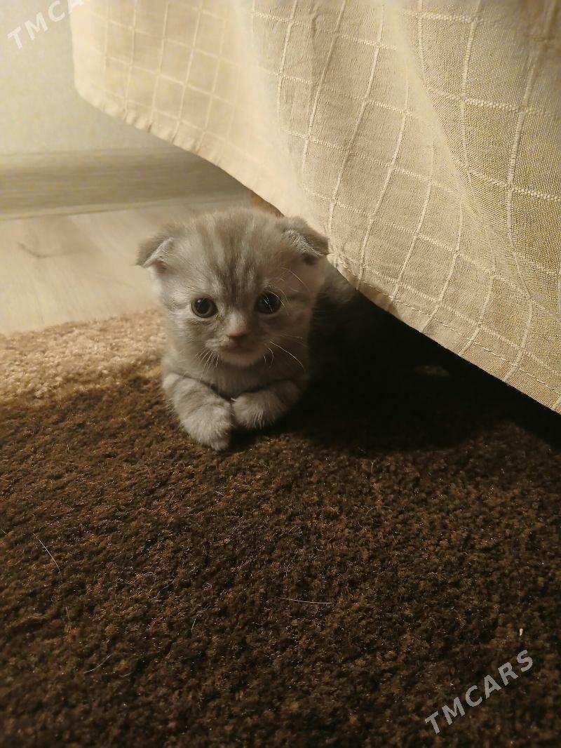 катёнок - Ашхабад - img 2