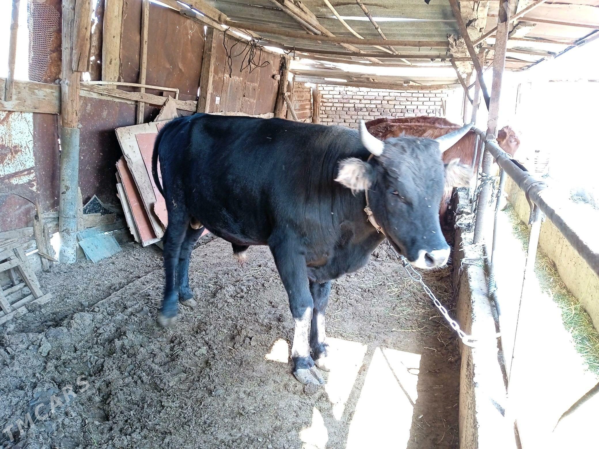 Okuz - Бабадайхан - img 2