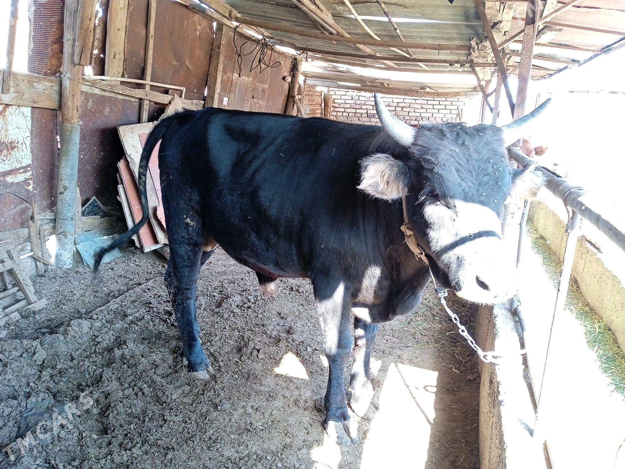 Okuz - Бабадайхан - img 1