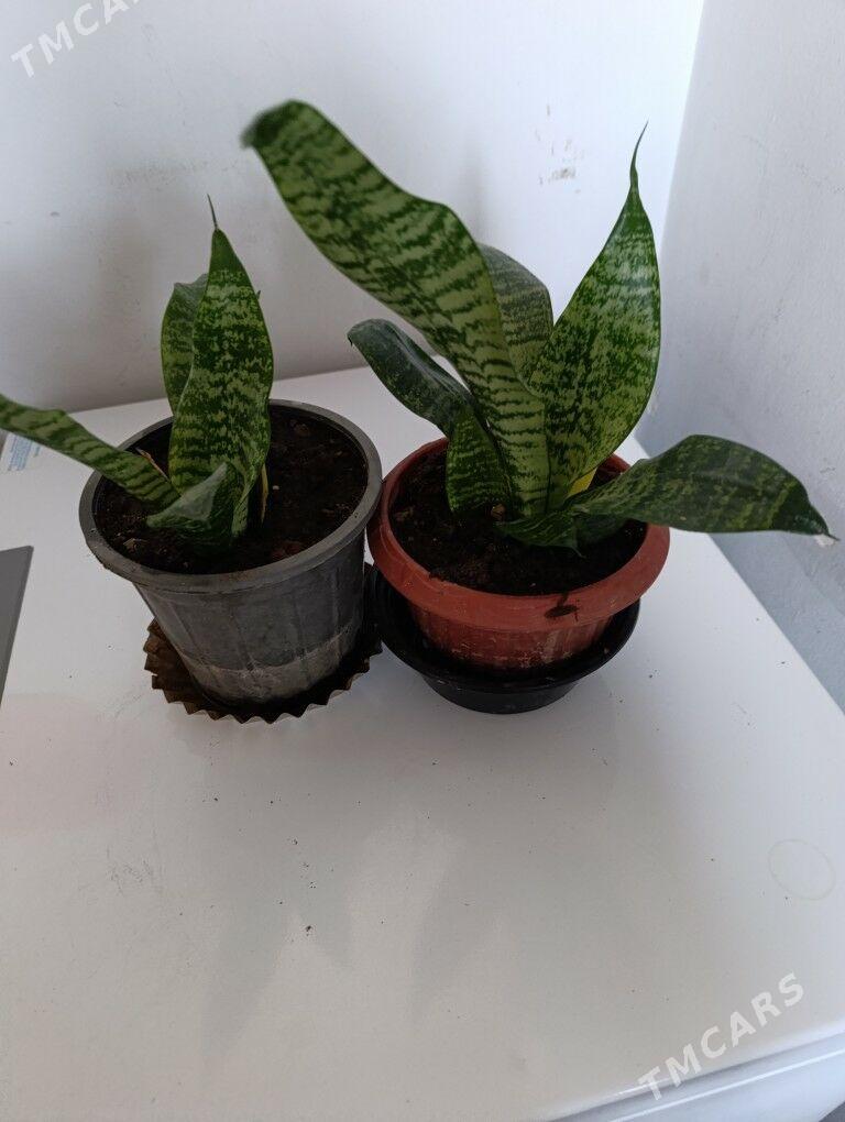 Сенсивьерия - 30 mkr - img 3